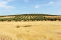 Olive groves and cereals in Castilla la Mancha, Spain Royalty Free Stock Photo