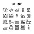 Olive Production And Harvesting Icons Set Vector