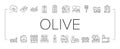 Olive Production And Harvesting Icons Set Vector .