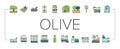 Olive Production And Harvesting Icons Set Vector .