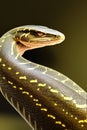 Olive python Animal. AI Generated. Royalty Free Stock Photo