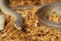Olive Python Royalty Free Stock Photo
