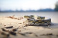 olive python on a sandy beach trail Royalty Free Stock Photo