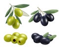 Olive realistic. Greek nature food olive branches relax spa oil vector symbols