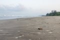 Olive redley turtle baby freshly hatched and going to sea off anjarle coast,Ratnagiri,Maharashtra,India