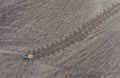 Olive redley turtle baby freshly hatched and going to sea off anjarle coast,Ratnagiri,Maharashtra,India