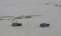 Olive ridley sea turtle babies en route to the ocean Royalty Free Stock Photo