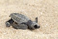 Olive Ridley Sea Turtle (Lepidochelys olivacea) Royalty Free Stock Photo