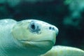 Olive ridley sea turtle Lepidochelys olivacea Royalty Free Stock Photo