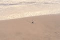 Olive Ridley Sea Turtle (Lepidochelys olivacea) in Mexico, being released as part of conservation project Royalty Free Stock Photo