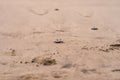 Olive Ridley Sea Turtle & x28;Lepidochelys olivacea& x29; in Mexico, being released as part of conservation project Royalty Free Stock Photo