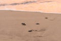 Olive Ridley Sea Turtle (Lepidochelys olivacea) in Mexico, being released as part of conservation project Royalty Free Stock Photo