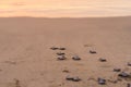 Olive Ridley Sea Turtle (Lepidochelys olivacea) in Mexico, being released as part of conservation project Royalty Free Stock Photo