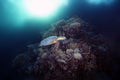 The olive ridley sea turtle Lepidochelys olivacea swims along the reef with the sun in the background. Water turtle swims in the Royalty Free Stock Photo