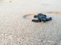 Olive ridley sea turtle in srilanka Royalty Free Stock Photo