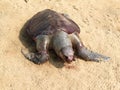 Olive ridley turtle Royalty Free Stock Photo