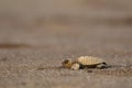 Olive ridley turtle, Lepidochelys olivacea, Velas beach, Ratnagiri, Maharashtra Royalty Free Stock Photo