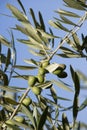 Olive's branches Royalty Free Stock Photo