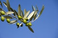 Olive's branches Royalty Free Stock Photo