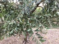 Olives plant with fruit, olive trees Olea europaea furnish food, oil and wood.