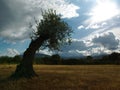 Olive's tree curved by wind Royalty Free Stock Photo