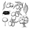 Olive set. Hand drawn vector illustration of branch with food, tree, oil drop. Isolated drawing on white background.