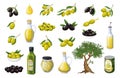 Olive set, tree branch with leaves and fruit, bottle with label, extra virgin Greek oil