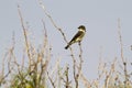 Olive-sided Flycatcher, Contopus cooperi Royalty Free Stock Photo
