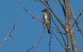 Olive-sided Flycatcher perched on a leafless tree branch