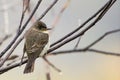 Olive-sided Flycatcher perching on leafless branch Royalty Free Stock Photo