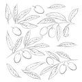 Olive sketch element collection. Olive berry, leaves and branches isolated over white background.
