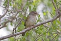 Olive Sparrow, Arremonops rufivirgatus, perched in tree