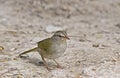 Olive Sparrow, Arremonops rufivirgatus, relaxing on the ground