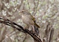 Olive sparrow on a barbed wire in the La Lomita Bird and Wildlife Photography Ranch in Texas. Royalty Free Stock Photo