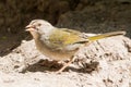 Olive Sparrow feeding