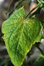 Olive spotting of cucumber is fungal disease on plant Royalty Free Stock Photo