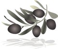 Olive sprig casting shadow