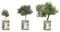 Olive threes growing from dollar bill Royalty Free Stock Photo