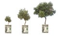 Olive threes growing from dollar bill Royalty Free Stock Photo