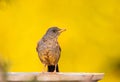 Olive thrush close-up drinking water with a golden background.