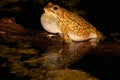 Olive toad calling Royalty Free Stock Photo