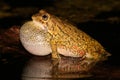 Olive toad calling Royalty Free Stock Photo