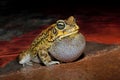 Olive toad calling during the night Royalty Free Stock Photo