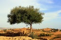 Olive tree Royalty Free Stock Photo
