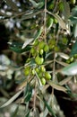 Olive tree Royalty Free Stock Photo