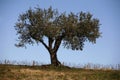 Olive tree