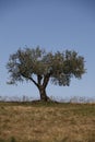 Olive tree Royalty Free Stock Photo