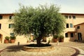 Olive tree Royalty Free Stock Photo