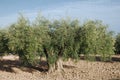Olive tree Royalty Free Stock Photo