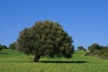 Olive tree Royalty Free Stock Photo